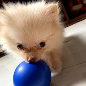 Meet your Posher, Guadalupe